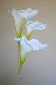 Arum lillies painting